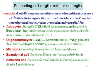 Supporting cell or glial cells or neuroglia
neuroglia:ทาหน้ าที่คาจุนเซลล์ ประสาทให้ อาหารและสนับสนุนให้ เซลล์ ประสาททา
                     ้
     หน้ าที่ให้ มีประสิทธิภาพสูงสุด มีจานวนมากกว่ าเซลล์ ประสาท 10-50 เท่ า ไม่ มี
     บทบาทในการส่ งสัญญาณประสาท ประกอบด้ วยเซลล์ หลายชนิด ได้ แก่
• Astrocyte:glia cellในCNSเกิดtight junctionรอบๆcapillary ทาให้เกิด
  Blood-brain barrierเป็ นเซลล์ที่มีขนาดใหญ่ ติดกับเซลล์ประสาท หรื อเส้นเลือดที่มาเลี้ยง
   สมอง ทาหน้าที่ รับส่ งสารให้แก่เซลล์ประสาท
• Oligodendrocyte(ในCNS)และSchwann cell (ในPNS): glial cell
  ที่ทาหน้าที่สร้างเยือmyelin sheath หุมแอกซอนของเซลล์ประสาทในสมอง
                      ่                ้
                                               ่
• Microglia มีขนาดเล็กสุ ดลักษณะเหมือนรากไม้อยูรอบเซลล์ประสาท
                                          ่
• Ependymal cell เป็ นเกลียเซลล์ส้ ันบุอยูรอบๆในสมองและในไขสันหลัง
• Schwann cell เป็ นเกลียเซลล์ที่ทาหน้าที่สร้างเยือไมอีลินชีทหุ มแอกซอน(แต่ละ
                                                  ่             ้
   ปล้องคือ 1 เซลล์ชวันน์เซลล์)                                                     41
 