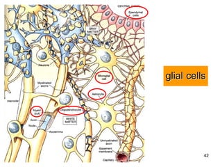 glial cells




          42
 