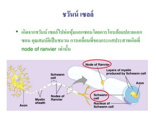 ชวันน์ เซลล์
• เกิดจากชวันน์ เซลล์ไปห่อหุมแอกซอนโดยการโอบล้อมปลายแอก
                            ้
  ซอน คุณสมบัติเป็ นชนวน การเคลื่อนที่ของกระแสประสาทเกิดที่
  node of ranvier เท่านั้น




                                                              44
 