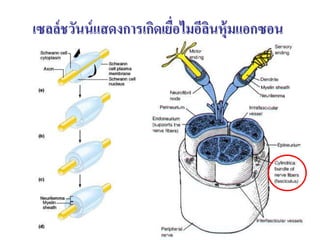 เซลล์ ชวันน์ แสดงการเกิดเยือไมอีลนหุ้มแอกซอน
                           ่     ิ




                                               45
 