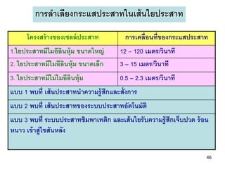 การลาเลียงกระแสประสาทในเส้ นใยประสาท

      โครงสร้ างของเซลล์ ประสาท         การเคลื่อนที่ของกระแสประสาท
1.ใยประสาทมีไมอีลินหุ้ม ขนาดใหญ่      12 – 120 เมตร/วินาที
2. ใยประสาทมีไมอีลินหุ้ม ขนาดเล็ก     3 – 15 เมตร/วินาที
3. ใยประสาทมีไม่ ไมอีลินหุ้ม          0.5 – 2.3 เมตร/วินาที
แบบ 1 พบที่ เส้ นประสาทนาความรู้ สกและสั่งการ
                                  ึ
แบบ 2 พบที่ เส้ นประสาทของระบบประสาทอัตโนมัติ
แบบ 3 พบที่ ระบบประสาทซิมพาเทติก และเส้ นใยรั บความรู้ สกเจ็บปวด ร้ อน
                                                        ึ
หนาว เข้ าสู่ไขสันหลัง


                                                                     46
 
