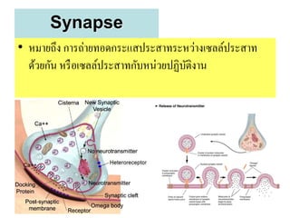 Synapse
• หมายถึง การถ่ายทอดกระแสประสาทระหว่างเซลล์ประสาท
  ด้วยกัน หรื อเซลล์ประสาทกับหน่วยปฏิบติงาน
                                      ั




                                                    48
 