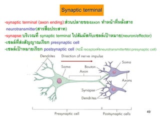 Synaptic terminal
-synaptic terminal (axon ending):ส่ วนปลายของaxon ทาหน้ าที่หลั่งสาร
 neurotransmitter(สารสื่ อประสาท)
-synapse:บริเวณที่ synaptic terminal ไปสัมผัสกับเซลล์ เปาหมาย(neuron/effector)
                                                            ้
-เซลล์ ท่ ีส่งสัญญาณเรี ยก presynaptic cell
-เซลล์ เปาหมายเรี ยก postsynaptic cell (จะมี receptorต่อneurotransmitterของ presynaptic cell)
           ้




                                                                                       49
 