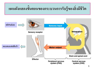 แผนผังแสดงขั้นตอนของกระบวนการรับรู้ ของสิ่ งมีชีวต
                                                        ิ

   stimulus




ตอบสนองต่ อสิ่งเร้ า




                                                            5
 