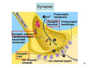 Synapse




          50
 