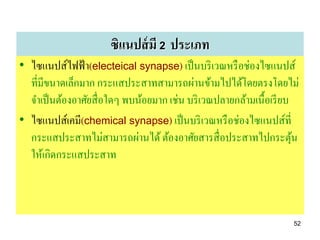 ซิแนปส์ มี 2 ประเภท
• ไซแนปส์ไฟฟ้ า(electeical synapse) เป็ นบริ เวณหรื อช่องไซแนปส์
  ที่มีขนาดเล็กมาก กระแสประสาทสามารถผ่านข้ามไปได้โดยตรงโดยไม่
  จาเป็ นต้องอาศัยสื่ อใดๆ พบน้อยมาก เช่น บริ เวณปลายกล้ามเนื้อเรี ยบ
• ไซแนปส์เคมี(chemical synapse) เป็ นบริ เวณหรื อช่องไซแนปส์ที่
  กระแสประสาทไม่สามารถผ่านได้ ต้องอาศัยสารสื่ อประสาทไปกระตุน         ้
  ให้เกิดกระแสประสาท



                                                                     52
 