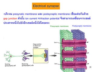 Electrical synapse
-บริเวณ presynatic membrane และ postsynaptic membrane เชื่อมต่ อกันด้ วย
gap junction ดังนัน ion current จากaction potential จึงสามารถเคลื่อนจากเซลล์
                  ้
ประสาทหนึ่งไปยังอีกเซลล์ หนึ่งได้ โดยตรง
                                        Presynaptic membrane   Postsynaptic membrane




                                                                                 53
 