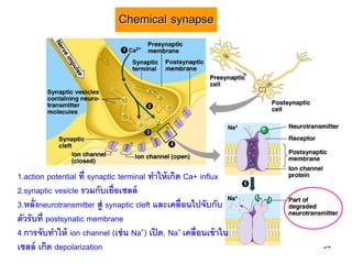 Chemical synapse




1.action potential ที่ synaptic terminal ทาให้ เกิด Ca+ influx
2.synaptic vesicle รวมกับเยื่อเซลล์
3.หลั่ งneurotransmitter สู่ synaptic cleft และเคลื่อนไปจับกับ
ตัวรับที่ postsynatic membrane
4.การจับทาให้ ion channel (เช่ น Na+) เปิ ด, Na+ เคลื่อนเข้ าใน
เซลล์ เกิด depolarization                                         54
 