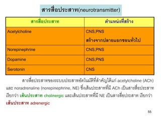 สารสื่อประสาท(neurotransmitter)
              สารสื่อประสาท                             ตาแหน่ งที่สร้ าง
Acetylcholine                                CNS,PNS
                                             สร้ างจากปลายแอกซอนทั่วไป
Norepinephrine                               CNS,PNS
Dopamine                                     CNS,PNS
Serotonin                                    CNS
           สารสื่อประสาทของระบบประสาทอัตโนมัติที่สาคัญได้ แก่ acetylcholine (ACh)
และ noradrenaline (norepinephrine, NE) ซึงเส้ นประสาทที่มี ACh เป็ นสารสื่อประสาท
                                            ่
เรี ยกว่า เส้ นประสาท cholinergic และเส้ นประสาทที่มี NE เป็ นสารสื่อประสาท เรี ยกว่า
เส้ นประสาท adrenergic
                                                                                 55
 