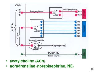 • acetylcholine (ACh)
• noradrenaline (norepinephrine, NE)
                                       56
 