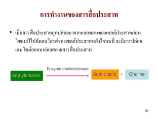 การทางานของสารสื่ อประสาท
• เมื่อสารสื่ อประสาทถูกปล่อยมาจากแอกซอนของเซลล์ประสาทก่อน
  ไซแนป์ ไปยังเดนไดรต์ของเซลล์ประสาทหลังไซแนป์ จะมีการปล่อย
  เอนไซม์ออกมาย่อยสลายสารสื่ อประสาท

                   Enzyme cholinesterase
 Acetylcholine                             Acetic acid + Choline




                                                                   57
 
