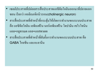 • เซลล์ประสาทที่ปล่อยสารสื่ อประสาทแอซีทิลโคลินออกมาที่ปลายแอก
  ซอน เรี ยกว่า คอลิเนอจิกนิวรอน(cholinergic neuron)
• สารสื่ อประสาทที่ทาหน้าที่กระตุนให้เกิดการทางานของระบบประสาท
                                  ้
  คือ แอซิทิลโคลิน เอพิเนฟริ น นอร์เอพิเนฟริ น โดปามีน เซโรโทนิน
  แอล-กลูทาเมต แอล-แอสพาเตต
• สารสื่ อประสาทที่ทาหน้าที่ยบยั้งการทางานของระบบประสาท คือ
                              ั
  GABA ไกลซี น และอะลานี น




                                                               59
 