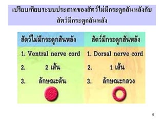 เปรียบเทียบระบบประสาทของสั ตว์ ไม่ มกระดูกสั นหลังกับ
                                      ี
               สั ตว์ มกระดูกสั นหลัง
                       ี




                                                        6
 
