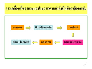 การเคลือนทีของกระแสประสาทตามลาดับไม่ มการย้ อนกลับ
       ่ ่                            ี


    แอกซอน           ซิแนปส์ แคลฟต์      เดนไดรต์



    ซิแนปส์ แคลฟต์        แอกซอน      ตัวเซลล์ ประสาท




                                                        61
 