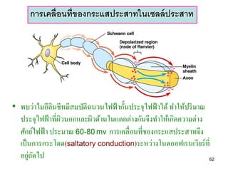 การเคลื่อนที่ของกระแสประสาทในเซลล์ ประสาท




• พบว่าไมอีลินชีทมีสมบัติฉนวนไฟฟ้ ากั้นประจุไฟฟ้ าได้ ทาให้ปริ มาณ
  ประจุไฟฟ้ าที่ผวนอกและผิวด้านในแตกต่างกันจึงทาให้เกิดความต่าง
                 ิ
  ศักย์ไฟฟ้ า ประมาณ 60-80 mv การเคลื่อนที่ของกระแสประสาทจึง
  เป็ นการกระโดด(saltatory conduction)ระหว่างโนดออฟเรนเวียร์ท่ี
      ่ ั
  อยูถดไป                                                          62
 