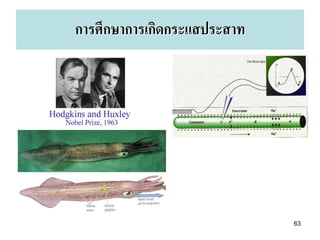 การศึกษาการเกิดกระแสประสาท




                             63
 