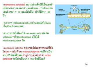 -membrane potential: ความต่ างศักย์ ท่ ีเยื่อเซลล์
เนื่องจากความแตกต่ างของอิออน ภายใน-นอก
เซลล์ (Na+ K+ Cl- และโปรตีน) ปกติมีค่า= -50
ถึง

-100 mV (ค่ าติดลบหมายถึงภายในเซลล์ มีขัวเป็ นลบ
                                        ้
เมื่อเทียบกับนอกเซลล์ )

-สามารถวัดได้ โดยใช้ microelectrode ต่ อกับ
voltmeter หรื อoscilloscope หรื อใช้
micromanipulator วัด

-membrane potential ของเซลล์ ประสาทขณะที่ยัง
ไม่ ถูกกระตุ้นเรี ยก resting potential จะมีค่าเป็ น
ลบ -65 มิลลิโวลต์ ถ้ าถูกกระตุ้นเรี ยกว่ า action
potential จะมีค่าเป็ นบวก +65 มิลลิโวลต์
                                                      64
 