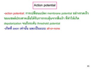 Action potential
-action potential: การเปลี่ยนแปลง membrane potential อย่ างรวดเร็ว
ของเซลล์ ประสาทเมื่อได้ รับการกระตุ้นจากสิ่งเร้ า ที่ทาให้ เกิด
depolarization จนถึงระดับ threshold potential
-เกิดที่ axon เท่ านัน และเป็ นแบบ all-or-none
                     ้




                                                                65
 