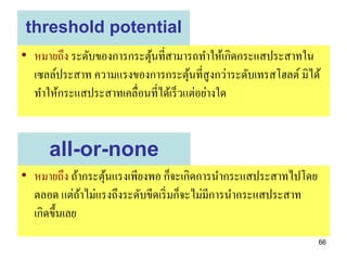 threshold potential
• หมายถึง ระดับของการกระตุนที่สามารถทาให้เกิดกระแสประสาทใน
                          ้
  เซลล์ประสาท ความแรงของการกระตุนที่สูงกว่าระดับเทรสโฮลต์ มิได้
                                     ้
  ทาให้กระแสประสาทเคลื่อนที่ได้เร็ วแต่อย่างใด


     all-or-none
• หมายถึง ถ้ากระตุนแรงเพียงพอ ก็จะเกิดการนากระแสประสาทไปโดย
                  ้
  ตลอด แต่ถาไม่แรงถึงระดับขีดเริ่ มก็จะไม่มีการนากระแสประสาท
              ้
  เกิดขึ้นเลย
                                                               66
 
