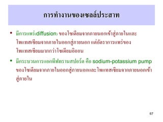 การทางานของเซลล์ ประสาท
• มีการแพร่ (diffusion) ของโซเดียมจากภายนอกเข้าสู่ภายในและ
  โพแทสเซียมจากภายในออกสู่ภายนอก แต่อตราการแพร่ ของ
                                         ั
  โพแทสเซียมมากกว่าโซเดียมอิออน
• มีกระบวนการแอกทีฟทรานสปอร์ต คือ sodium-potassium pump
  ของโซเดียมจากภายในออกสู่ภายนอกและโพแทสเซียมจากภายนอกเข้า
  สู่ภายใน



                                                         67
 