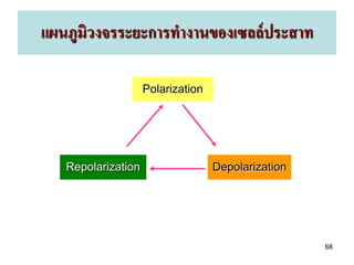 แผนภูมิวงจรระยะการทางานของเซลล์ ประสาท

                    Polarization



   Repolarization                  Depolarization



                                                    68
 