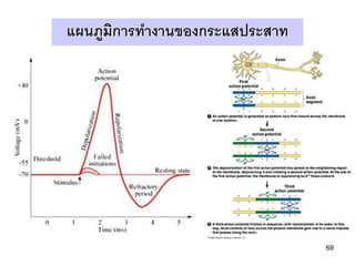 แผนภูมการทางานของกระแสประสาท
      ิ




                               69
 