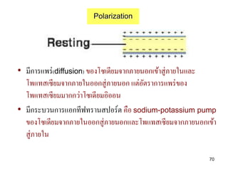 Polarization



• มีการแพร่ (diffusion) ของโซเดียมจากภายนอกเข้าสู่ภายในและ
  โพแทสเซียมจากภายในออกสู่ภายนอก แต่อตราการแพร่ ของ
                                         ั
  โพแทสเซียมมากกว่าโซเดียมอิออน
• มีกระบวนการแอกทีฟทรานสปอร์ต คือ sodium-potassium pump
  ของโซเดียมจากภายในออกสู่ภายนอกและโพแทสเซียมจากภายนอกเข้า
  สู่ภายใน

                                                        70
 