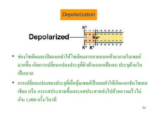 Depolarization




• ช่องโซเดียมจะเปิ ดออกทาให้โซเดียมจากภายนอกเข้ามาภายในเซลล์
  มากขึ้น เกิดการเปลี่ยนแปลงประจุที่ผวด้านนอกเป็ นลบ ประจุดานใน
                                     ิ                      ้
  เป็ นบวก
• การเปลี่ยนแปลงของประจุที่เยือหุมเซลล์เป็ นผลทาให้เกิดแอกชันโพเทล
                              ่ ้
  เชียล หรื อ กระแสประสาทขึ้นกระแสประสาทส่ งไปด้วยความเร็ วไม่
  เกิน 1,000 ครั้ง/วินาที
                                                               71
 