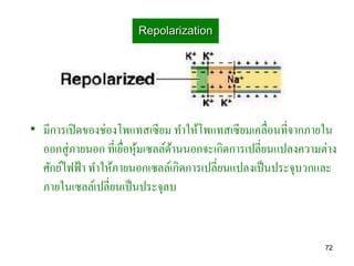 Repolarization




• มีการเปิ ดของช่องโพแทสเซียม ทาให้โพแทสเซียมเคลื่อนที่จากภายใน
  ออกสู่ภายนอก ที่เยือหุมเซลล์ดานนอกจะเกิดการเปลี่ยนแปลงความต่าง
                     ่ ้       ้
  ศักย์ไฟฟ้ า ทาให้ภายนอกเซลล์เกิดการเปลี่ยนแปลงเป็ นประจุบวกและ
  ภายในเซลล์เปลี่ยนเป็ นประจุลบ


                                                             72
 