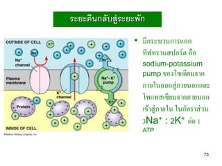 ระยะคืนกลับสู่ระยะพัก
                 • มีกระบวนการแอก
                   ทีฟทรานสปอร์ต คือ
                    sodium-potassium
                    pump ของโซเดียมจาก
                    ภายในออกสู่ภายนอกและ
                    โพแทสเซียมจากภายนอก
                    เข้าสู่ภายใน ในอัตราส่ วน
                    3Na+ : 2K+ ต่อ 1
                    ATP


                                          73
 