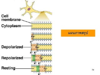 แผนภาพสรุ ป




              74
 