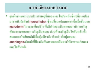 การกาเนิดระบบประสาท
                              ่
• ศูนย์กลางของระบบประสาทอยูที่สมองและไขสันหลัง ซึ่งเปลี่ยนแปลง
  มาจากนิวรัลทิวบ์(neural tube) ซึ่งเปลี่ยนแปลงมาจากเนื้อเยือชั้นนอก
                                                            ่
  (ectoderm)ในระยะเอ็มบริ โอ ซึ่ งมีลกษณะเป็ นหลอดยาวมีการเจริ ญ
                                     ั
  พัฒนาการพองออก เจริ ญเป็ นสมอง ส่ วนท้ายเจริ ญเป็ นไขสันหลัง ทั้ง
  สมองและไขสันหลังมีเยือหุมเดียวกัน เรี ยกว่า เยือหุมสมอง
                        ่ ้                      ่ ้
  (meninges)ทาหน้าที่ป้องกันอันตรายและเป็ นทางให้อาหารแก่สมอง
  และไขสันหลัง



                                                                  75
 