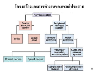 โครงสร้ างและการทางานของเซลล์ ประสาท




Cranial nerves   Spinal nerves

                                               77
 