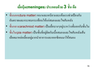 เยือหุ้ม(meninges) ประกอบด้ วย 3 ชั้น คือ
            ่
• ชั้นนอก(dura matter) หนาและเหนียวและแข็งแรงช่วยป้ องกัน
  อันตรายและกระทบกระเทือนให้แก่สมองและไขสันหลัง
                                                  ่
• ชั้นกลาง(arachniod matter) เป็ นเยือบางๆอยูระหว่างชั้นอกกับชั้นใน
                                         ่
                                    ่
• ชั้นใน(pia matter) เป็ นชั้นที่อยูติดกับเนื้อสมองและไขสันหลังเส้น
                      ่
  เลือดมาหล่อเลี้ยงอยูมากนาอาการและออกซิเจนมาให้สมอง




                                                                 78
 