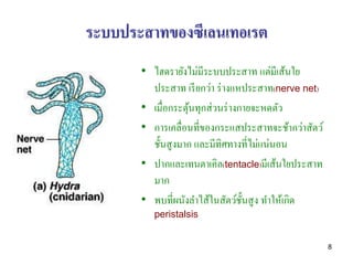 ระบบประสาทของซีเลนเทอเรต
       • ไฮดรายังไม่มีระบบประสาท แต่มีเส้นใย
         ประสาท เรี ยกว่า ร่ างแหประสาท(nerve net)
       • เมื่อกระตุนทุกส่ วนร่ างกายจะหดตัว
                   ้
       • การเคลื่อนที่ของกระแสประสาทจะช้ากว่าสัตว์
         ชั้นสู งมาก และมีทิศทางที่ไม่แน่นอน
       • ปากและเทนตาเคิล(tentacle)มีเส้นใยประสาท
         มาก
       • พบที่ผนังลาไส้ในสัตว์ช้ นสู ง ทาให้เกิด
                                  ั
          peristalsis


                                                     8
 