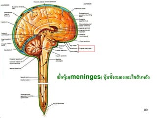 เยือหุ้ม(meninges) หุ้มทั้งสมองและไขสั นหลัง
   ่



                                         80
 