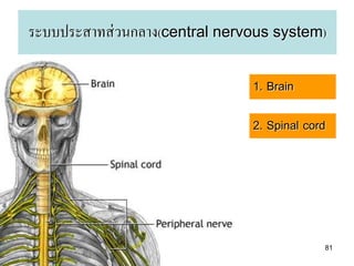 ระบบประสาทส่ วนกลาง(central nervous system)

                                1. Brain

                                2. Spinal cord




                                             81
 
