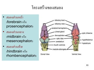 โครงสร้างของสมอง
• สมองส่ วนหน้ า
  (forebrain หรื อ
  prosencephalon)
• สมองส่ วนกลาง
  (midbrain หรื อ
  mesencephalon)
• สมองส่ วนท้ าย
  (hindbrain หรื อ
  rhombencephalon)

                                      83
 