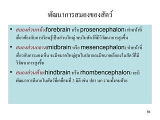 พัฒนาการสมองของสัตว์
• สมองส่ วนหน้ า(forebrain หรื อ prosencephalon) ทาหน้าที่
  เกี่ยวข้องกับการเรี ยนรู ้เป็ นส่ วนใหญ่ พบในสัตว์ที่มีววฒนาการสู งขึ้น
                                                          ิั
• สมองส่ วนกลาง(midbrain หรื อ mesencephalon) ทาหน้าที่
  เกี่ยวกับการมองเห็น จะมีขนาดใหญ่สุดในปลาและมีขนาดเล็กลงในสัตว์ที่มี
  วิวฒนาการสู งขึ้น
       ั
• สมองส่ วนท้ าย(hindbrain หรื อ rhombencephalon) จะมี
  พัฒนาการดีมากในสัตว์ที่เคลื่อนที่ 3 มิติ เช่น ปลา นก รวมทั้งคนด้วย



                                                                            84
 