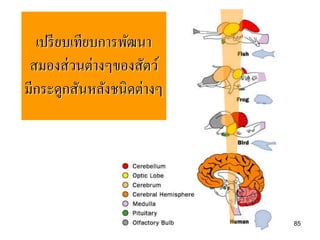 เปรี ยบเทียบการพัฒนา
 สมองส่ วนต่างๆของสัตว์
มีกระดูกสันหลังชนิดต่างๆ




                           85
 