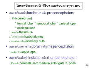 โครงสร้ างและหน้ าที่ในสมองส่ วนต่ างๆของคน
• สมองส่ วนหน้ า(forebrain หรื อ prosencephalon)
  1. ซีรีบล(cerebrum)
          ั
        * frontal lobe * temporal lobe * parietal lope
        * occipital lobe
  2. ทาลามัส(thalamus)
  3. ไฮโพทาลามัส(hypothalamus)
  4. ออแฟกตอรบัลบ์(olfactory bulb)
• สมองส่ วนกลาง(midbrain หรื อ mesencephalon)
  1.ออฟติก โลป(optic lope)
• สมองส่ วนท้ าย(hindbrain หรื อ rhombencephalon)
  1.ซีรีเบลลัม(cerebellum) 2.medulla ablongata 3. pons
                                                         86
 