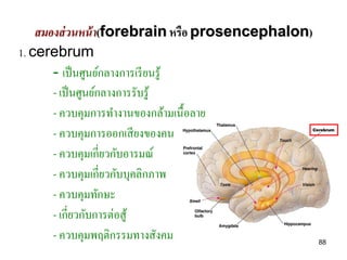 สมองส่ วนหน้ า(forebrain หรือ prosencephalon)
1. cerebrum
       - เป็ นศูนย์กลางการเรี ยนรู ้
       - เป็ นศูนย์กลางการรับรู ้
       - ควบคุมการทางานของกล้ามเนื้อลาย
       - ควบคุมการออกเสี ยงของคน
       - ควบคุมเกี่ยวกับอารมณ์
       - ควบคุมเกี่ยวกับบุคลิกภาพ
       - ควบคุมทักษะ
       - เกี่ยวกับการต่อสู ้
       - ควบคุมพฤติกรรมทางสังคม                     88
 