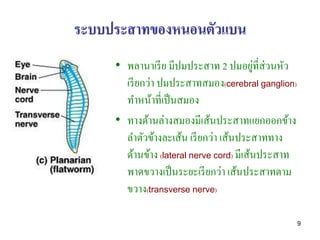 ระบบประสาทของหนอนตัวแบน
     • พลานาเรี ย มีปมประสาท 2 ปมอยูที่ส่วนหัว
                                          ่
       เรี ยกว่า ปมประสาทสมอง(cerebral ganglion)
       ทาหน้าที่เป็ นสมอง
     • ทางด้านล่างสมองมีเส้นประสาทแยกออกข้าง
       ลาตัวข้างละเส้น เรี ยกว่า เส้นประสาททาง
       ด้านข้าง (lateral nerve cord) มีเส้นประสาท
       พาดขวางเป็ นระยะเรี ยกว่า เส้นประสาทตาม
       ขวาง(transverse nerve)

                                                    9
 