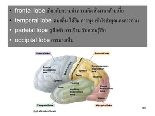 • frontal lobe เกี่ยวกับความจา ความคิด สังงานกล้ามเนื้ อ
                                         ่
• temporal lobe ดมกลิ่น ได้ยน การพูด เข้าใจคาพูดและการอ่าน
                            ิ
• parietal lope รู สึกตัว การเขียน รับความรู ้สึก
• occipital lobe การมองเห็น




                                                             90
 