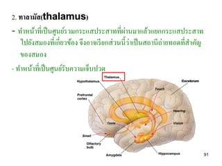 2. ทาลามัส(thalamus)
                                             ่
- ทาหน้าที่เป็ นศูนย์รวมกระแสประสาทที่ผานมาแล้วแยกกระแสประสาท
   ไปยังสมองที่เกี่ยวข้อง จึงอาจเรี ยกส่ วนนี้วาเป็ นสถานีถ่ายทอดที่สาคัญ
                                               ่
   ของสมอง
- ทาหน้าที่เป็ นศูนย์รับความเจ็บปวด




                                                                            91
 