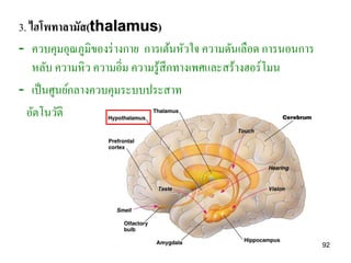 3. ไฮโพทาลามัส(thalamus)
- ควบคุมอุณภูมิของร่ างกาย การเต้นหัวใจ ความดันเลือด การนอนการ
    หลับ ความหิ ว ความอิ่ม ความรู ้สึกทางเพศและสร้างฮอร์โมน
- เป็ นศูนย์กลางควบคุมระบบประสาท
  อัตโนวัติ




                                                                 92
 