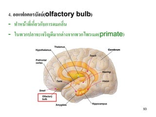 4. ออแฟกตอรบัลบ์ (olfactory bulb)
- ทาหน้าที่เกี่ยวกับการดมกลิ่น
- ในพวกปลาจะเจริ ญดีมากต่างจากพวกไพรเมต(primate)




                                                   93
 