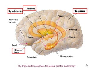 The limbic system generates the feeling; emotion and memory   94
 