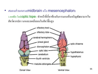 • สมองส่ วนกลาง(midbrain หรื อ mesencephalon)
  1.ออฟติก โลป(optic lope) ทาหน้าที่เกี่ยวข้องกับการมองเห็นเจริ ญพัฒนามากใน
  สัตว์พวกปลา นกและลดน้อยลงในสัตว์ช้ นสู ง
                                     ั




                                                                          95
 