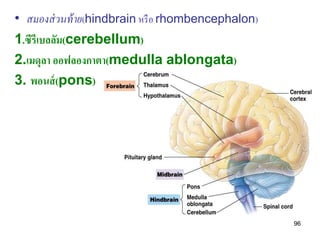• สมองส่ วนท้ าย(hindbrain หรื อ rhombencephalon)
1.ซีรีเบลลัม(cerebellum)
2.เมดุลา ออฟลองกาตา(medulla ablongata)
3. พอนส์ (pons)




                                                    96
 
